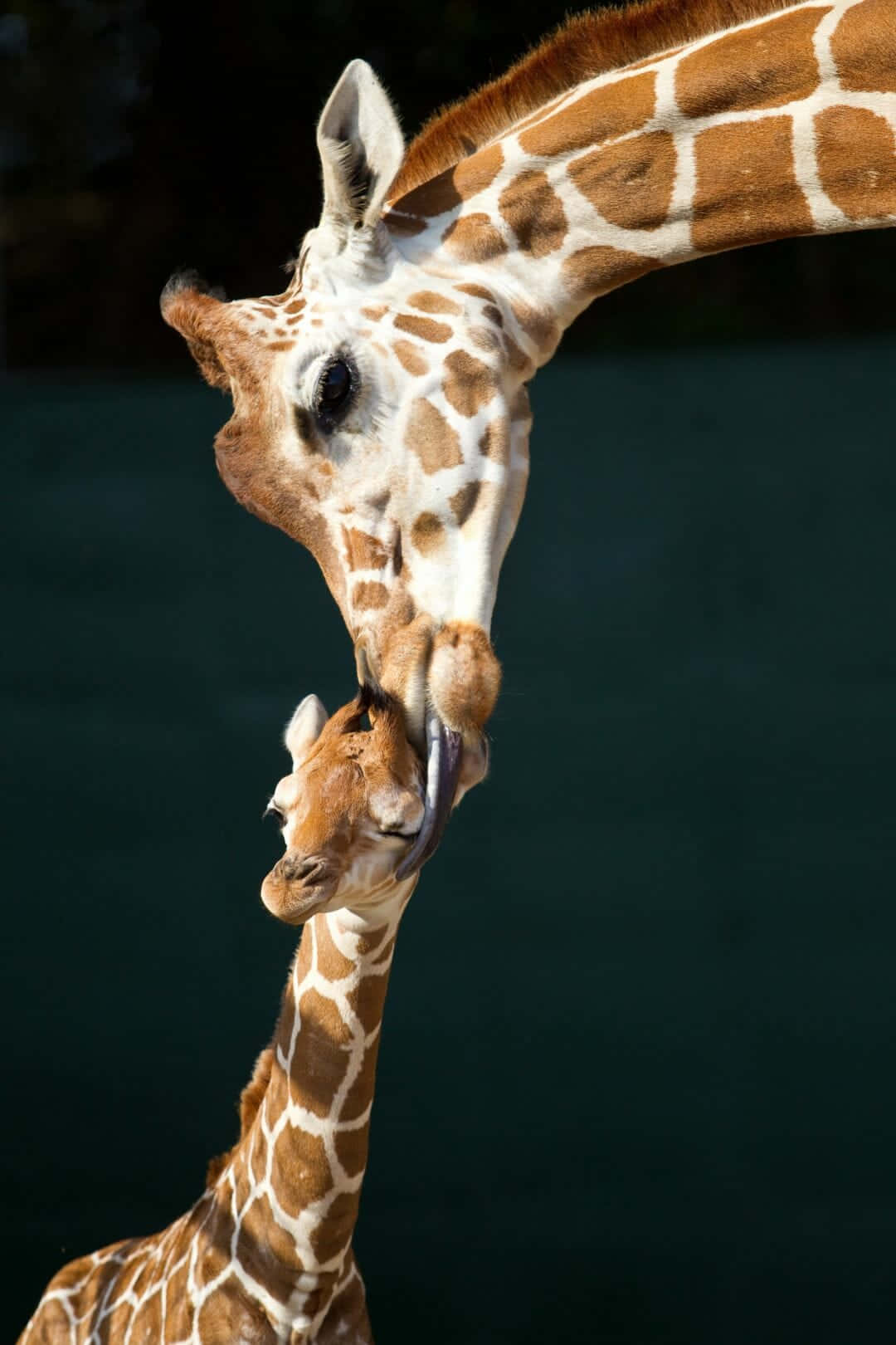 mother giraffe, cute baby giraffe, dark green backdrop, HD Phone Wallpaper