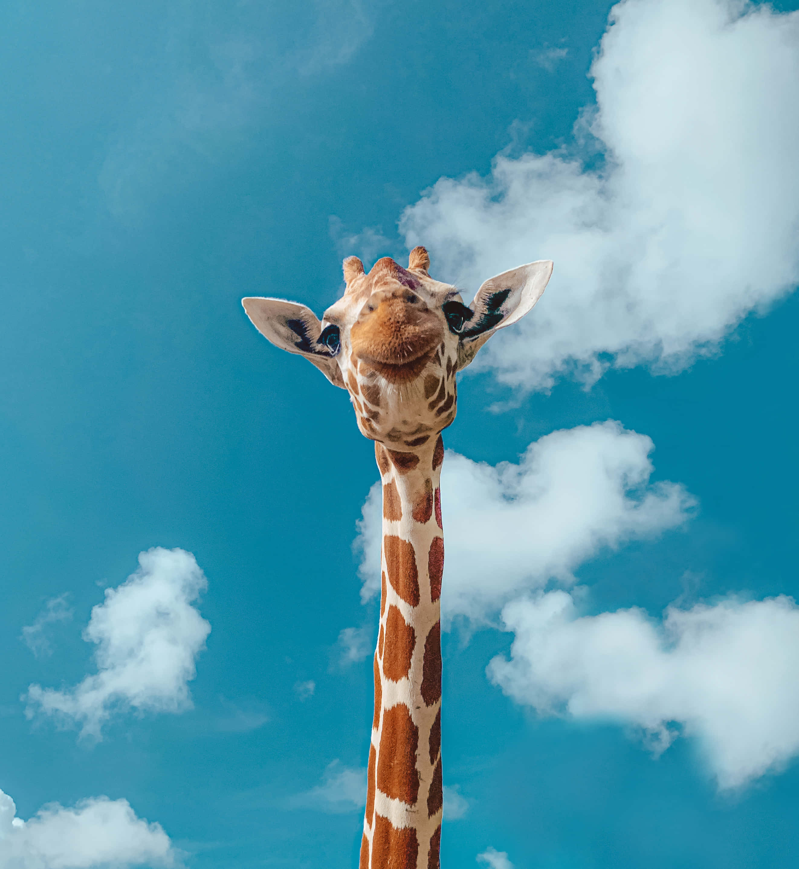 giraffe, vibrant blue sky, fluffy white clouds, 2K Phone Wallpaper