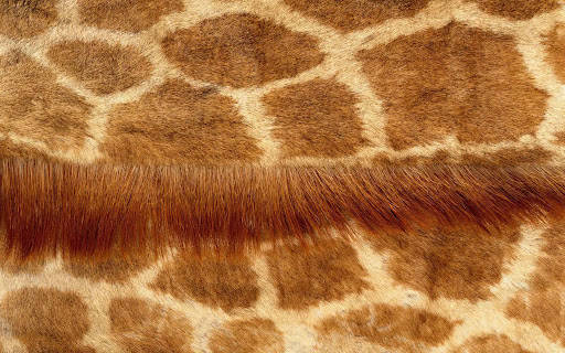 giraffe, brown and cream patterns, fringe of long hair, SD Desktop Wallpaper