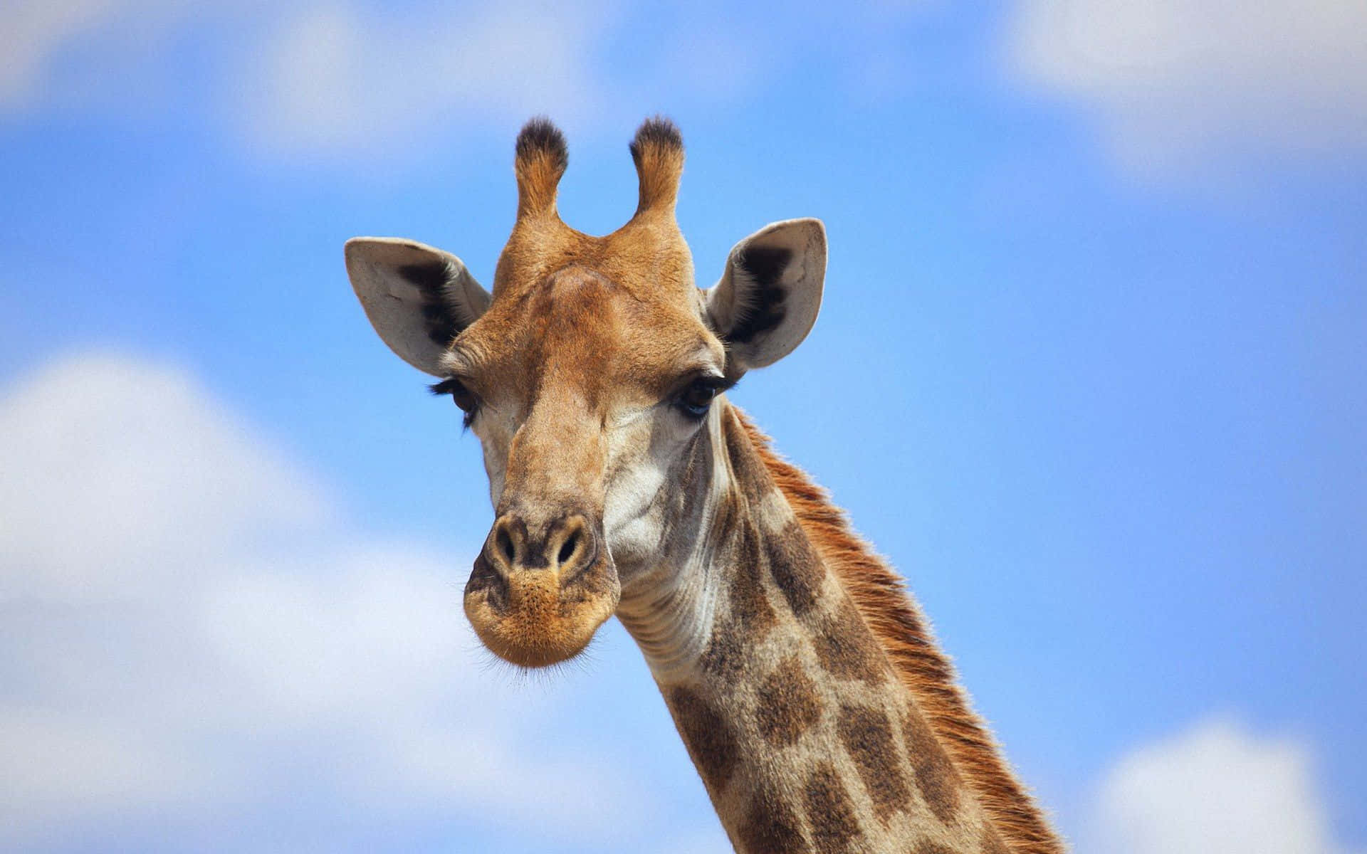 Funny Giraffe, giraffe, bright blue sky, Full HD Desktop Wallpaper