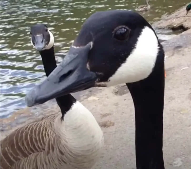 Funny Goose