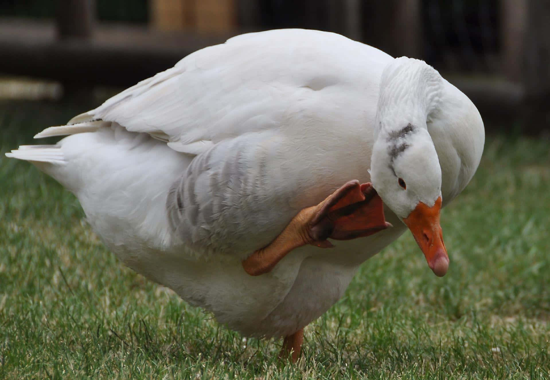 goose, white goose, orange beak, HD Desktop Wallpaper