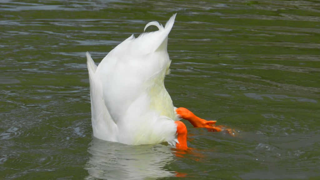 Funny Goose, white duck, bright orange feet, SD Desktop Wallpaper