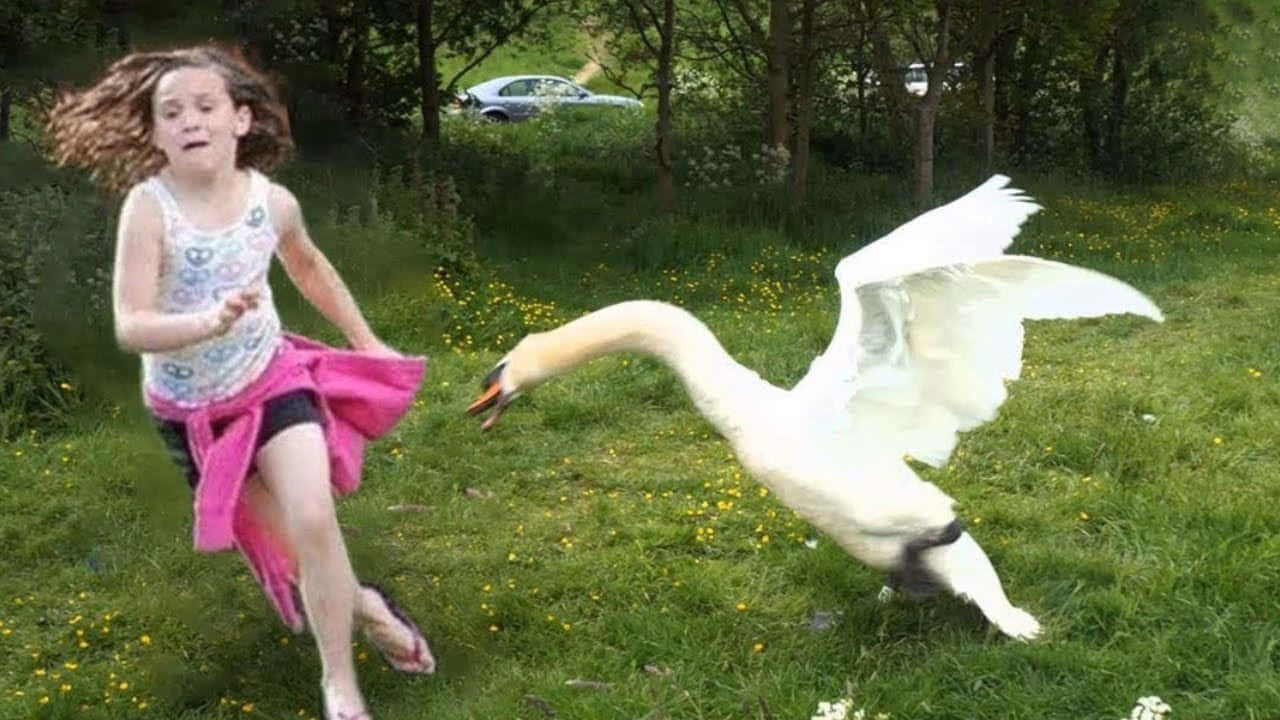 Funny Goose, girl, grassy field, HD Desktop Wallpaper