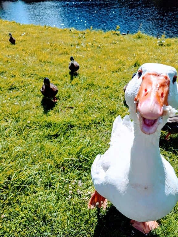 Funny Goose, brown ducks, sunny grassy bank, SD Phone Wallpaper