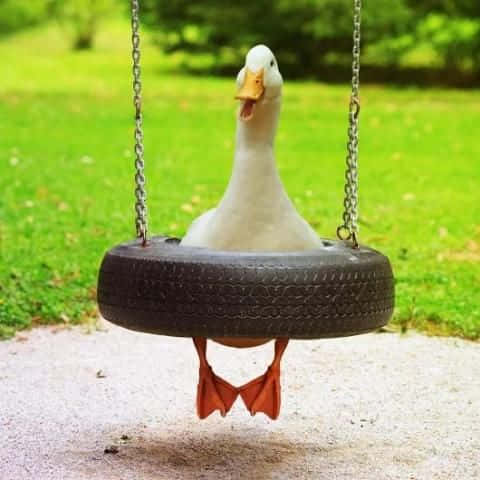Funny Goose, tire swing, gravel path, SD Desktop Wallpaper
