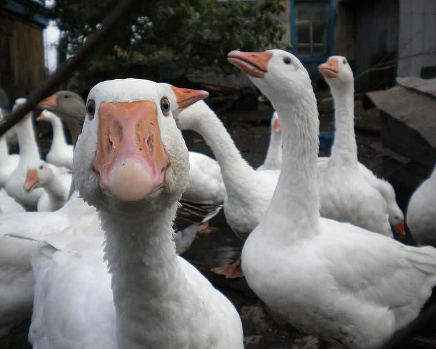 Funny Goose, white geese, orange beaks, SD Desktop Wallpaper