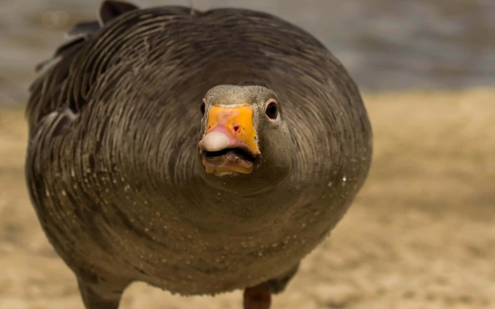 Funny Goose, gray goose, orange beak, HD Desktop Wallpaper