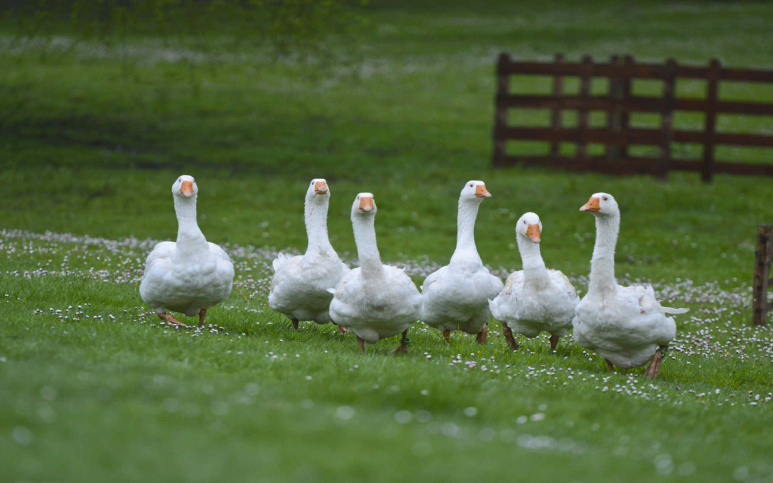 Funny Goose, white geese, lush green field, 2K Desktop Wallpaper