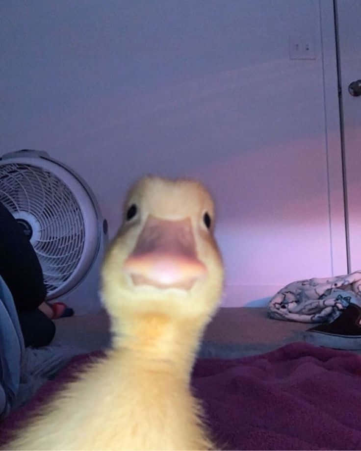 Funny Goose, fluffy yellow duckling, softly lit bedroom, SD Phone Wallpaper