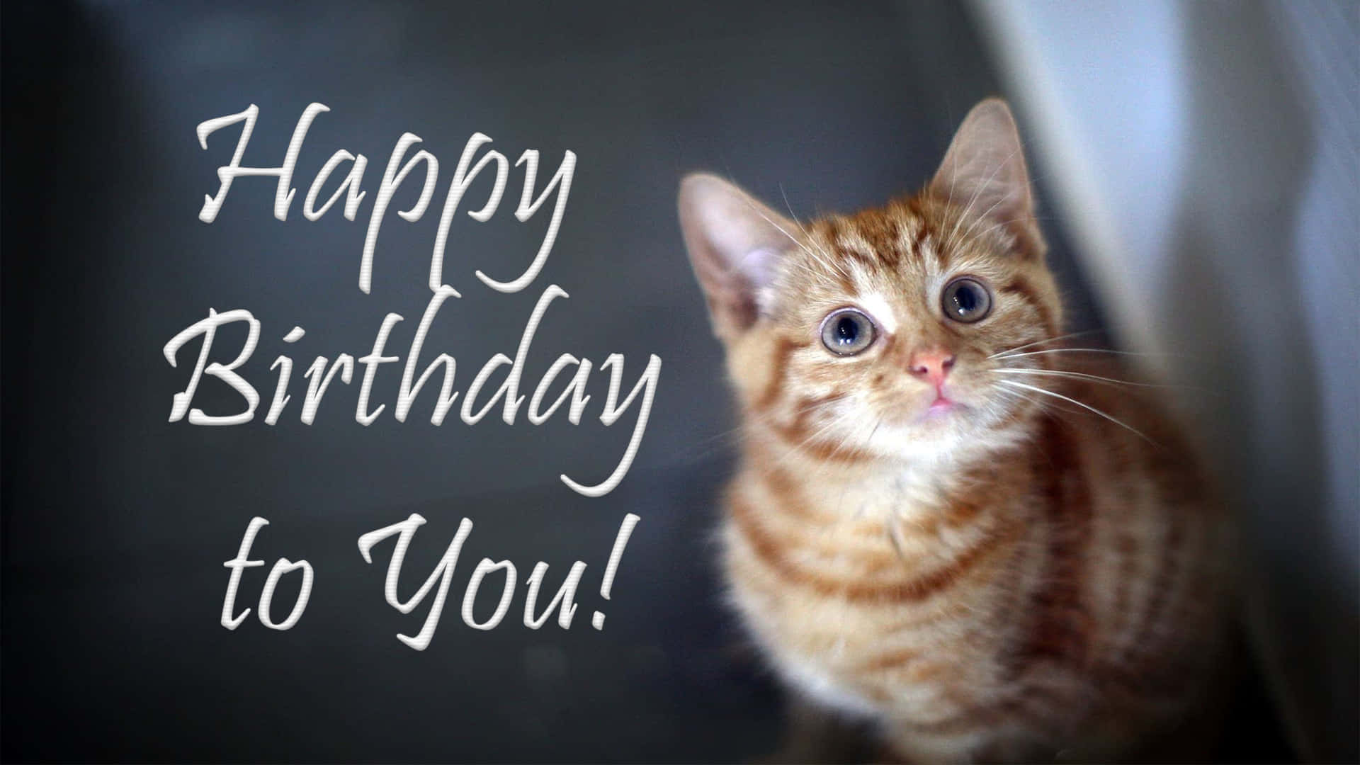 orange tabby kitten, wide blue eyes, elegant white cursive text, Full HD Desktop Wallpaper