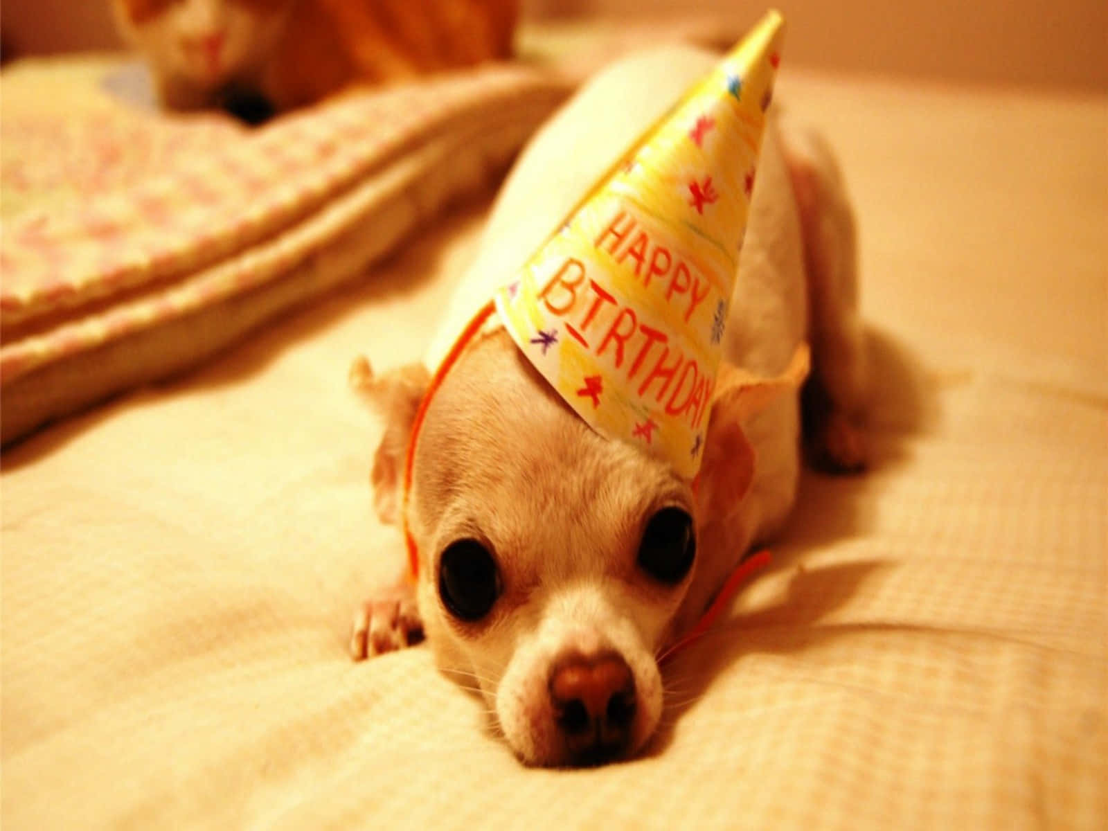 chihuahua, yellow birthday hat, soft bed, HD Desktop Wallpaper