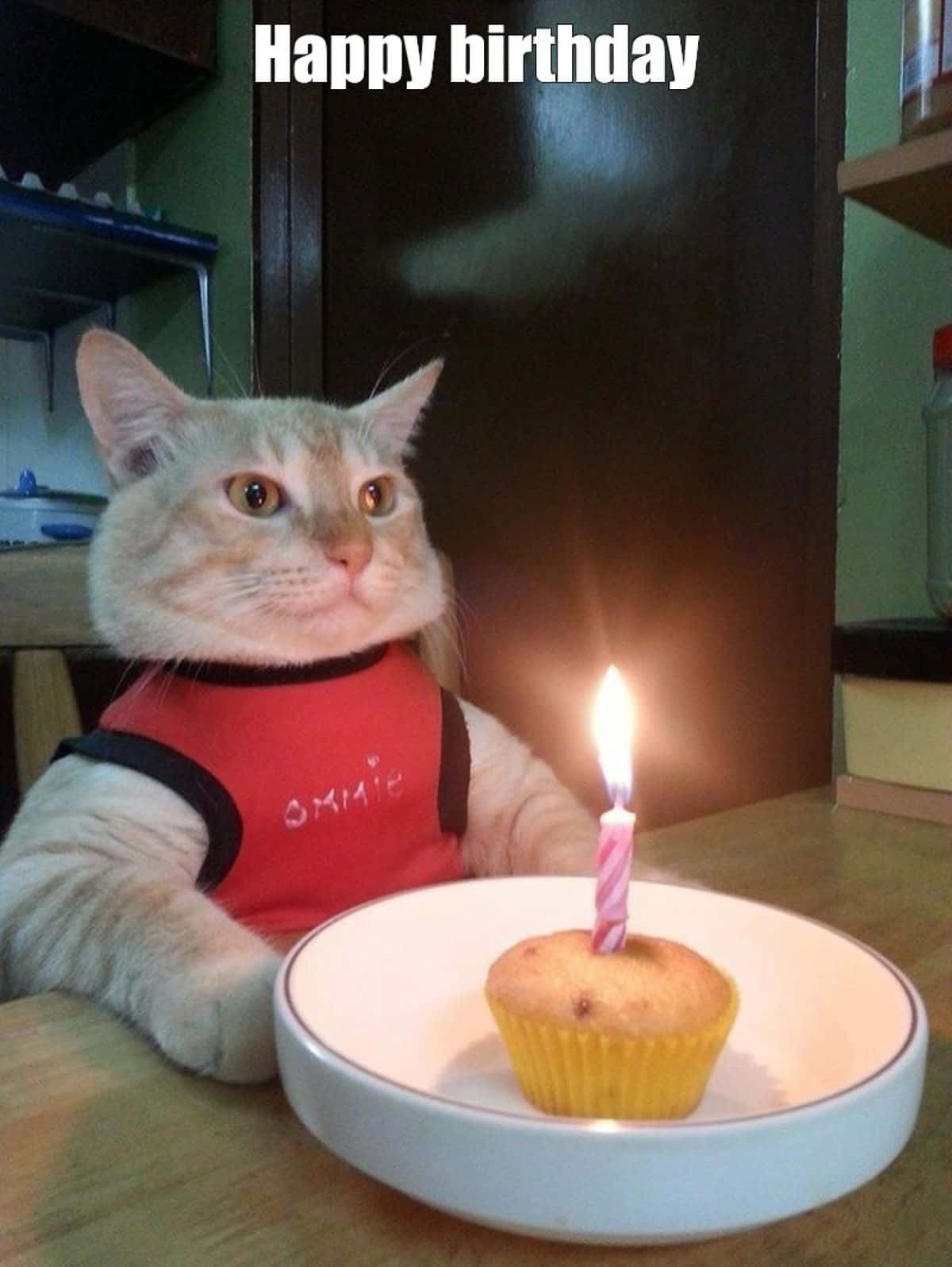 tabby cat, red vest, cupcake, HD Phone Wallpaper
