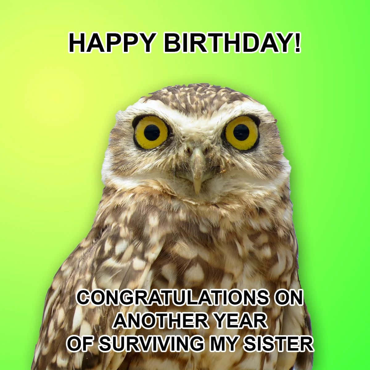burrowing owl, wide yellow eyes, bright green background, SD Desktop Wallpaper