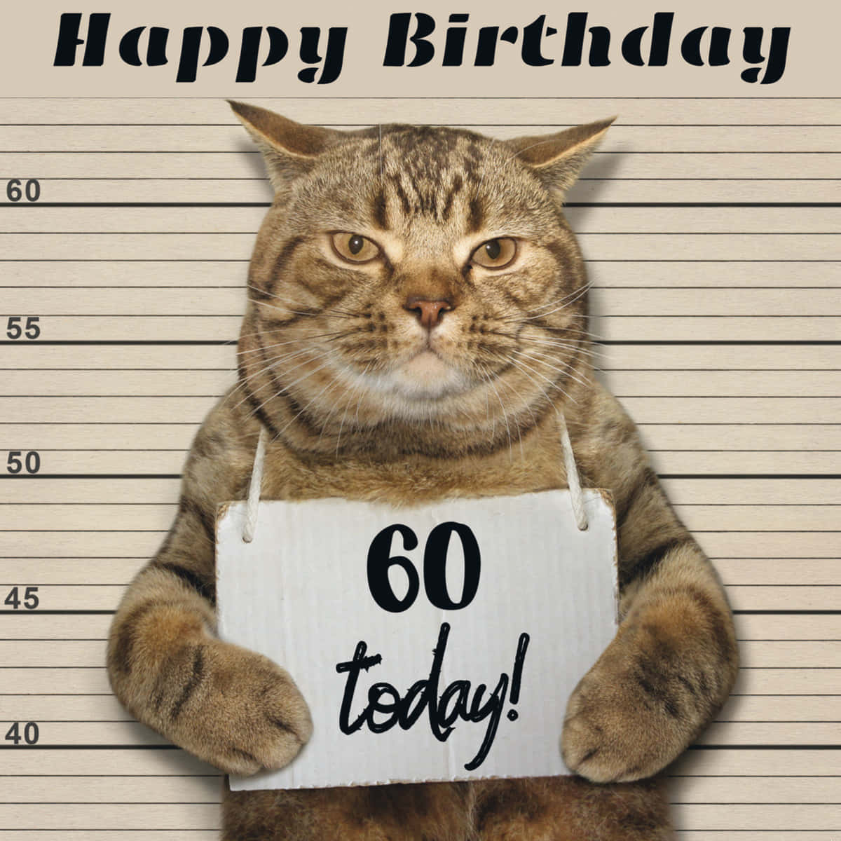 tabby cat, mugshot pose, sign reading '60 today!', SD Desktop Wallpaper