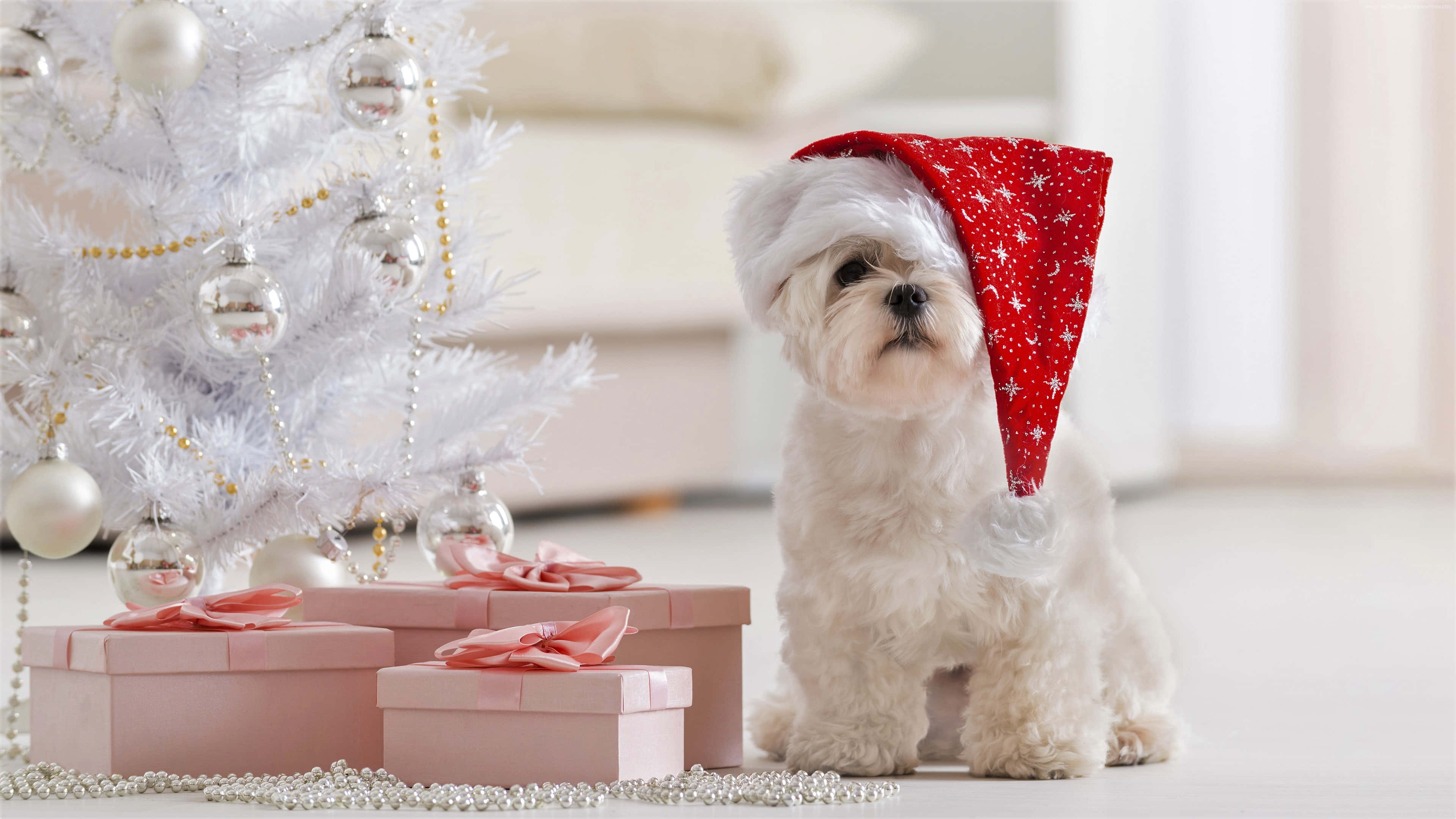 fluffy white dog, red starry Santa hat, pink gift boxes, 4K Desktop Wallpaper