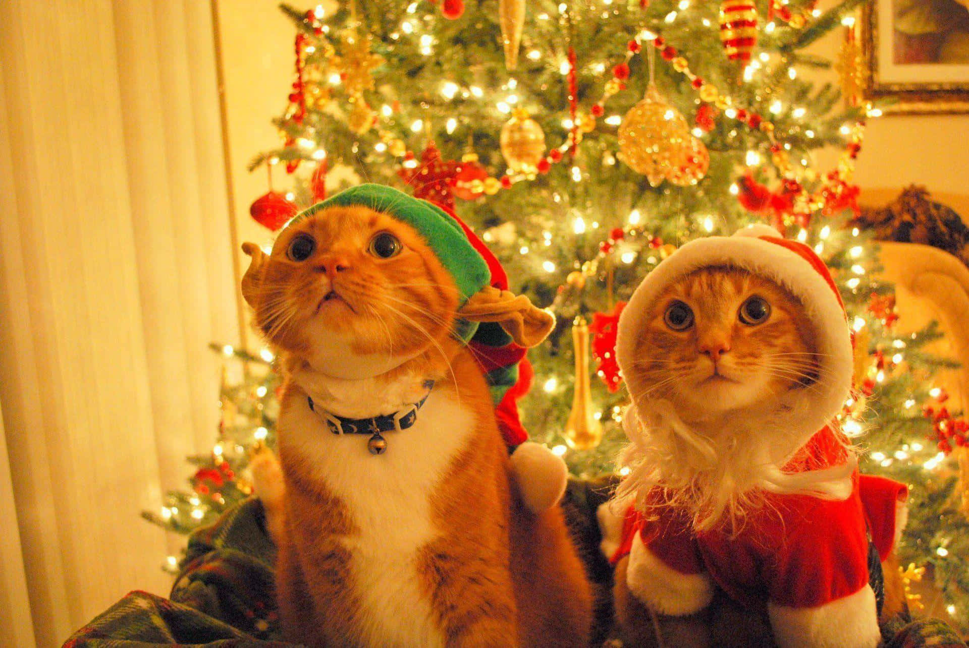 ginger cats, elf costumes, Santa costumes, Full HD Desktop Wallpaper