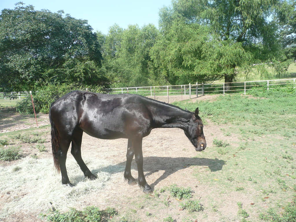 Gawky Horse, sleek black horse, dry grass, SD Desktop Wallpaper