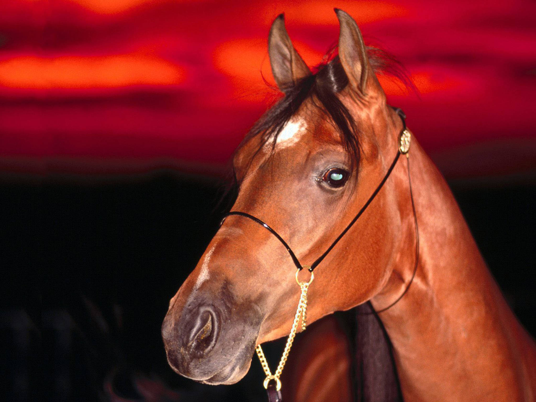 chestnut horse, gold bridle, fiery red sunset sky, Full HD Desktop Wallpaper