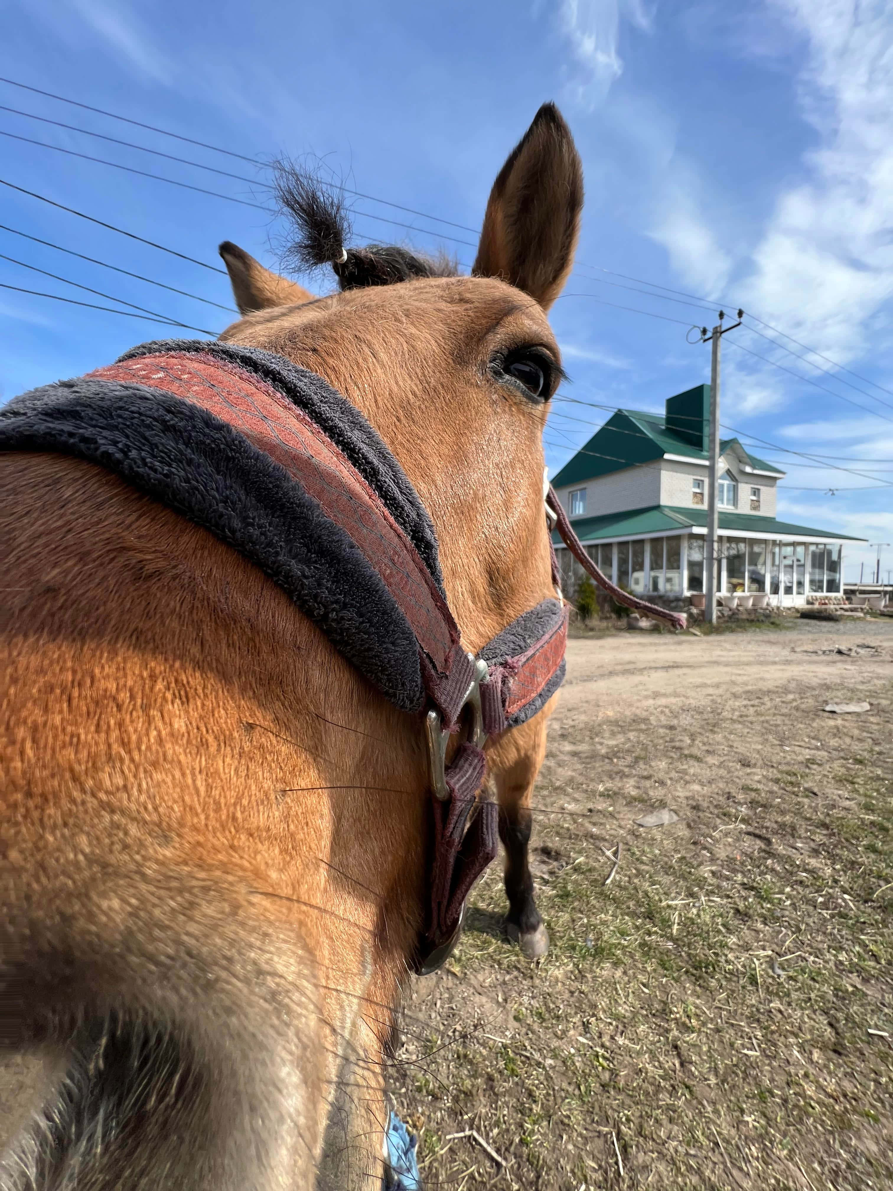 chestnut horse, red and black halter, green-roofed house, 4K Phone Wallpaper