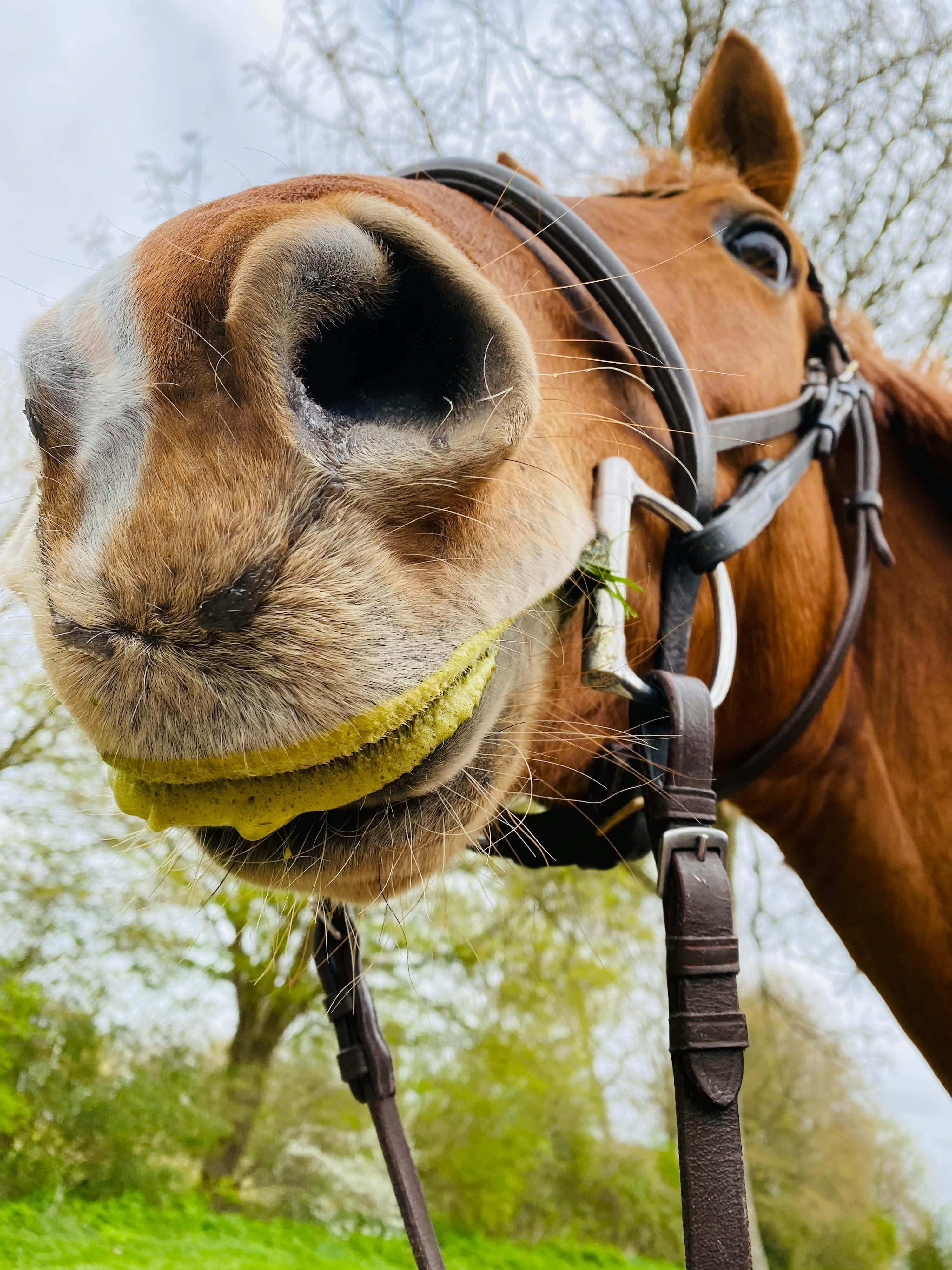 brown horse, bridle, yellow halter, 4K Phone Wallpaper