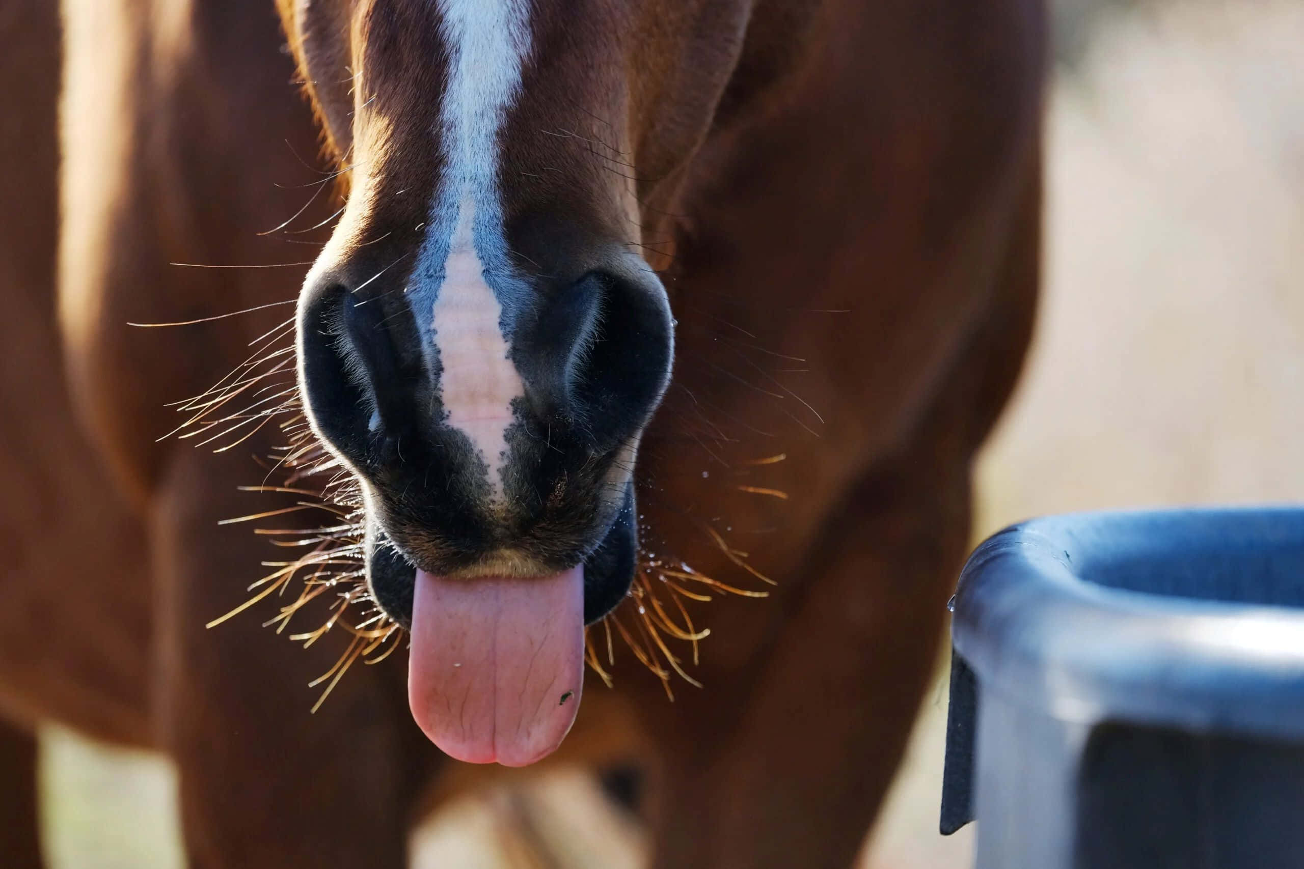 brown horse, white blaze, blue water bucket, 2K Desktop Wallpaper