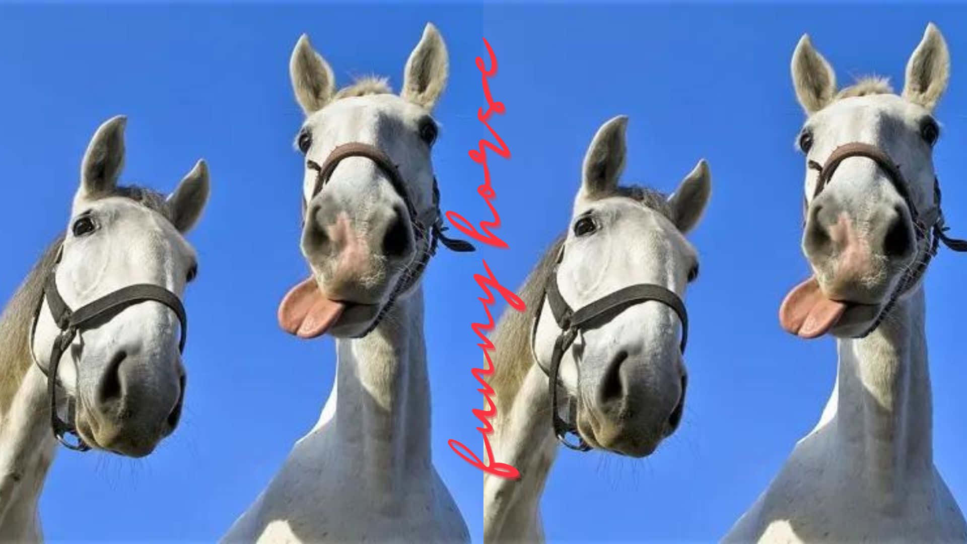 playful horse, white horses, bright blue sky, Full HD Desktop Wallpaper