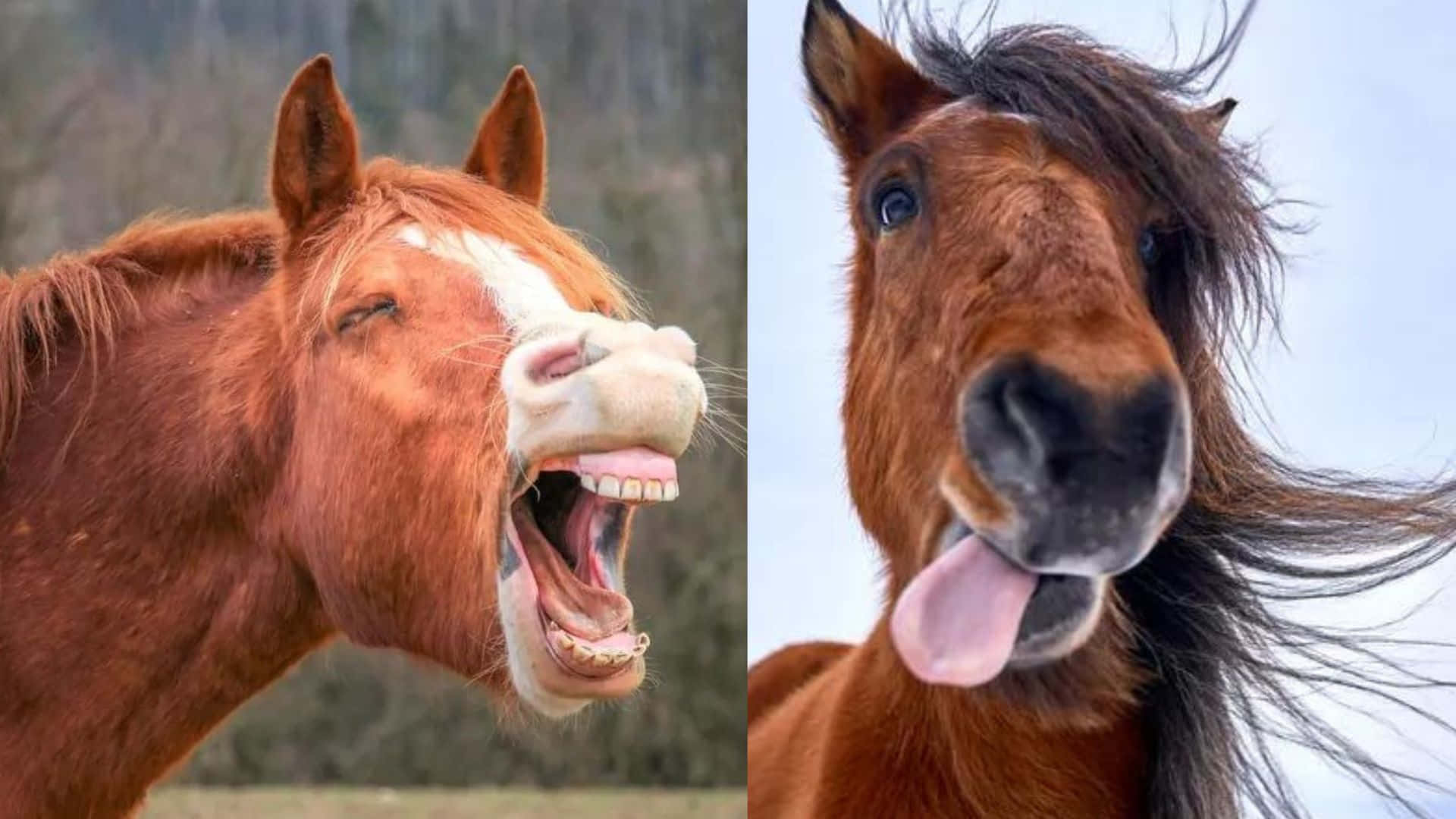 Funny Horse, 1920 x 1080, windblown manes, Full HD Desktop Wallpaper