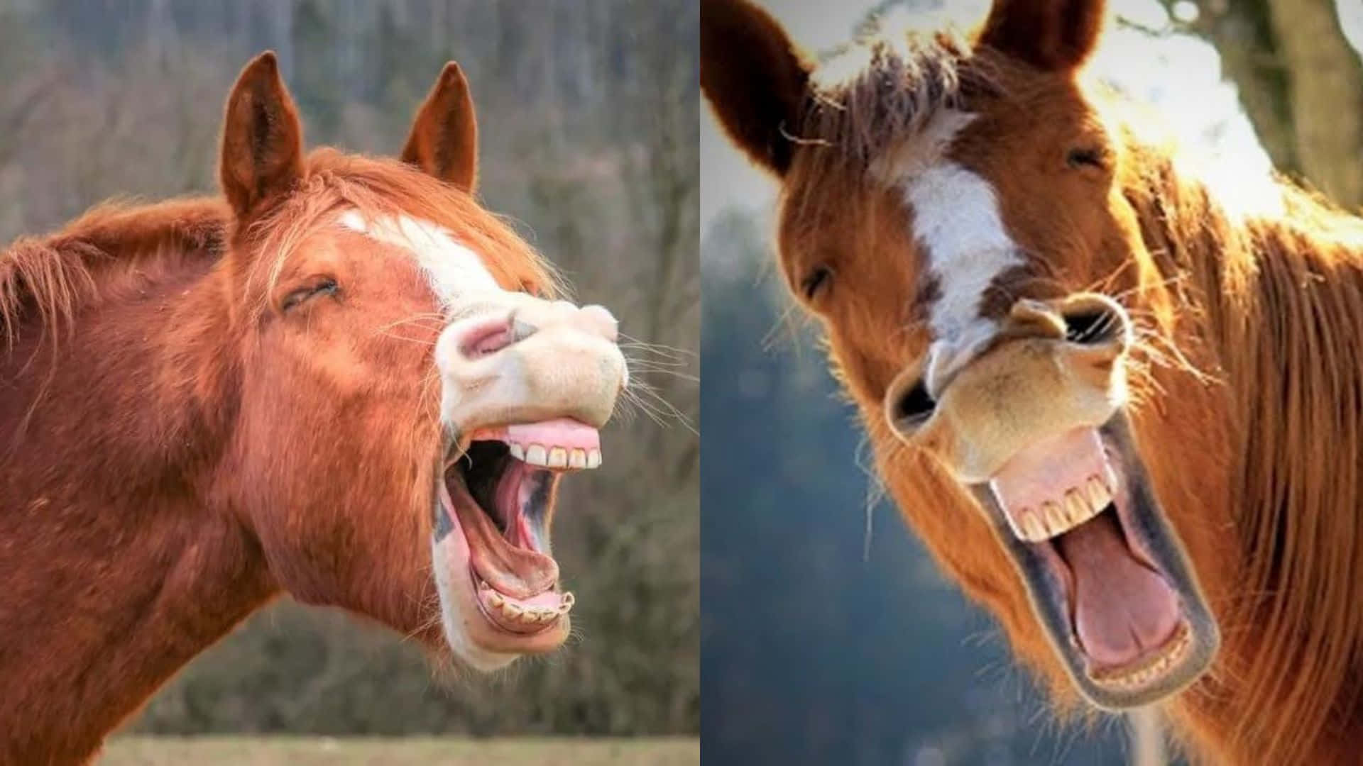 A Joyous Gallop, Smiling Horse, brown horses, Full HD Desktop Wallpaper