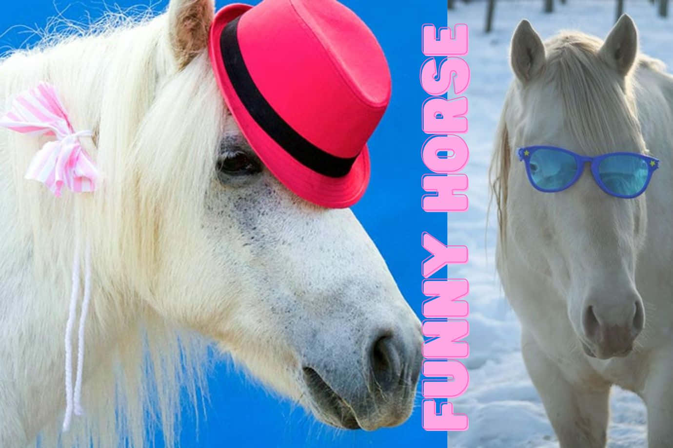 white horses, snowy scene, pink hat with bow, HD Desktop Wallpaper