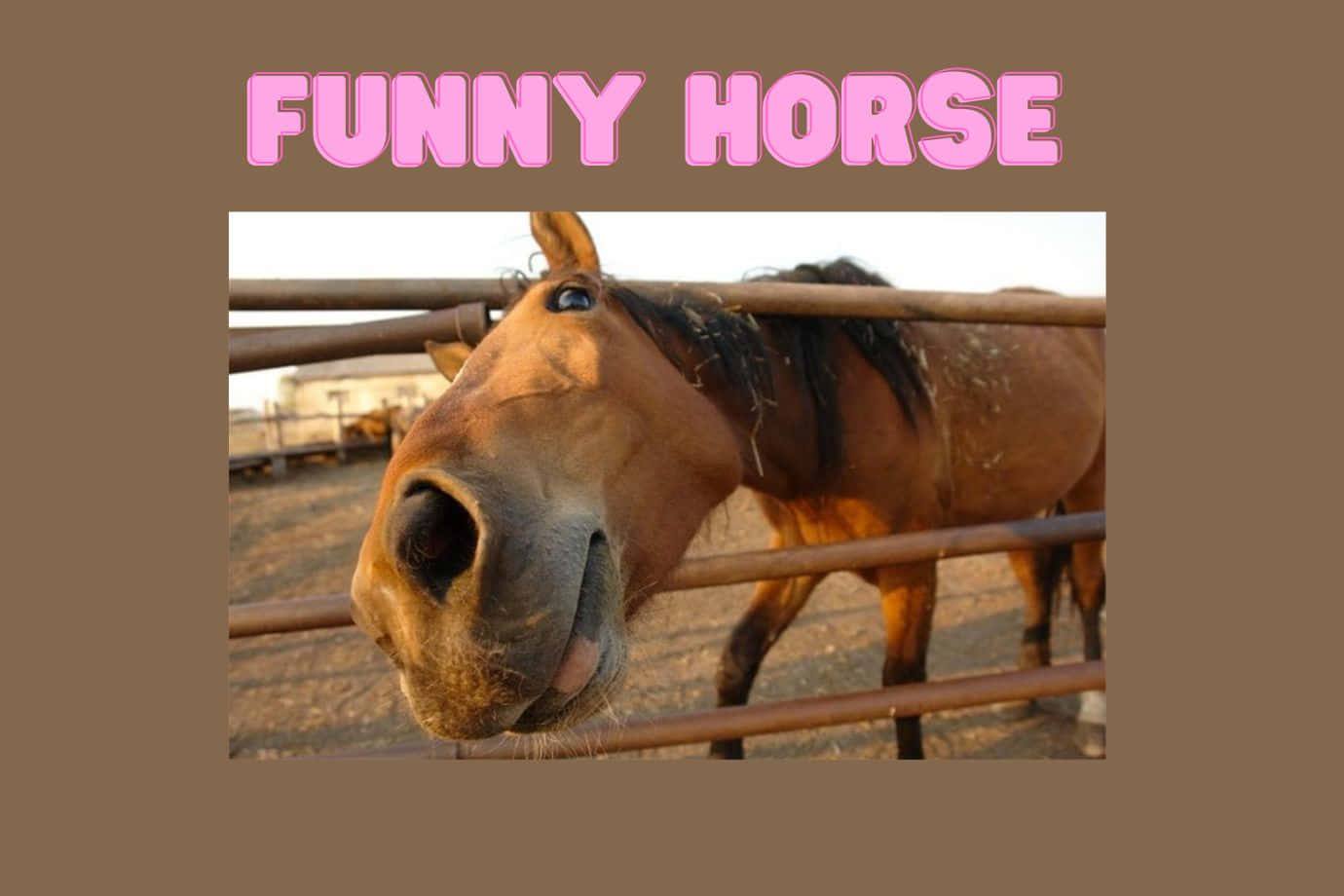 fun-loving horse, rusty metal fence, dusty paddock, HD Desktop Wallpaper