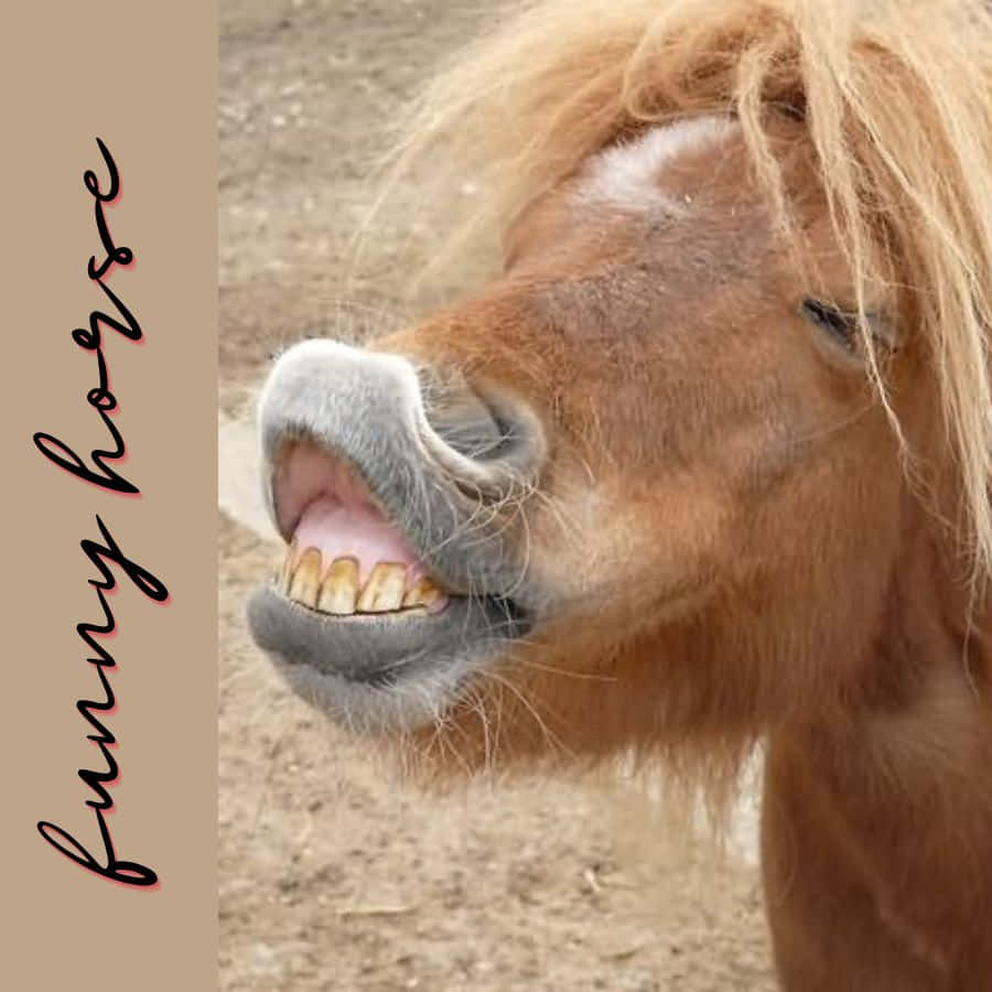 Funny Horse, brown pony, shaggy mane, SD Desktop Wallpaper