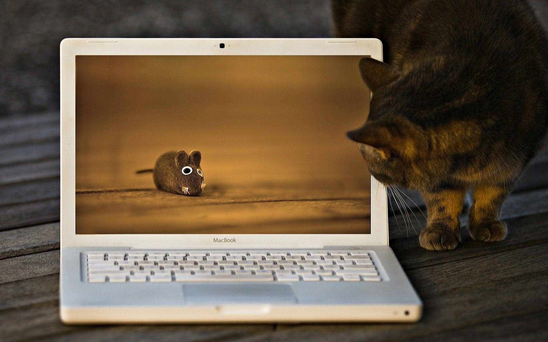 tabby cat, laptop, mouse wallpaper, Full HD Desktop Wallpaper