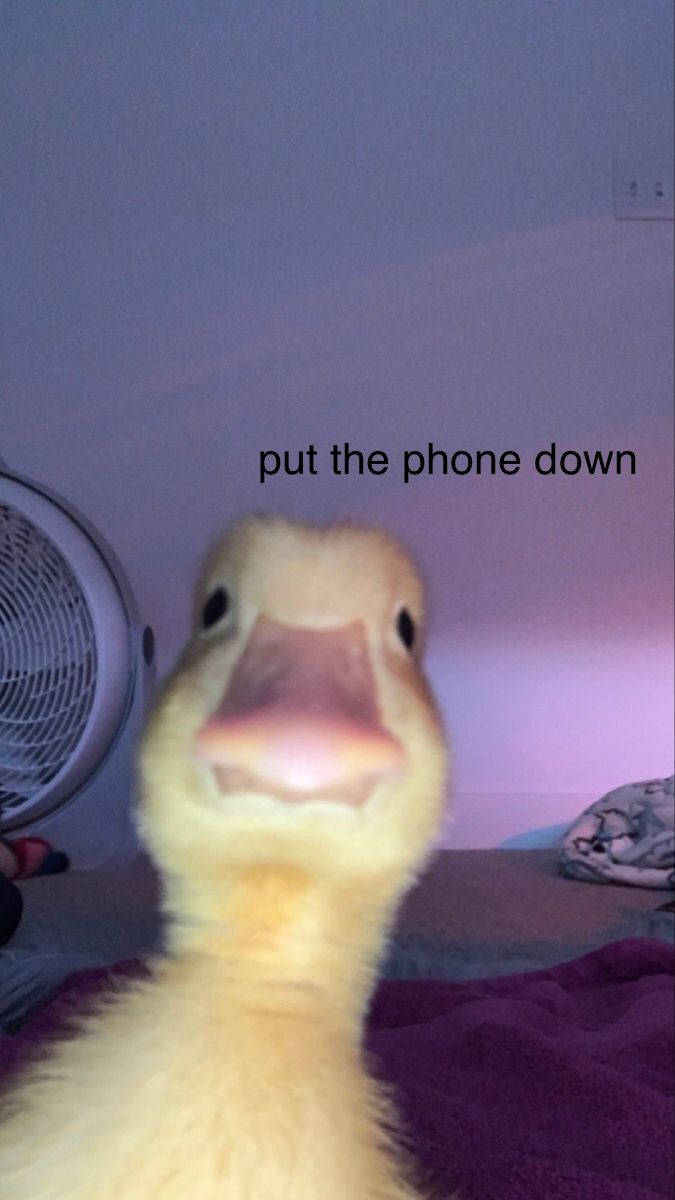 meme phone, fluffy yellow duckling, text overlay, SD Phone Wallpaper