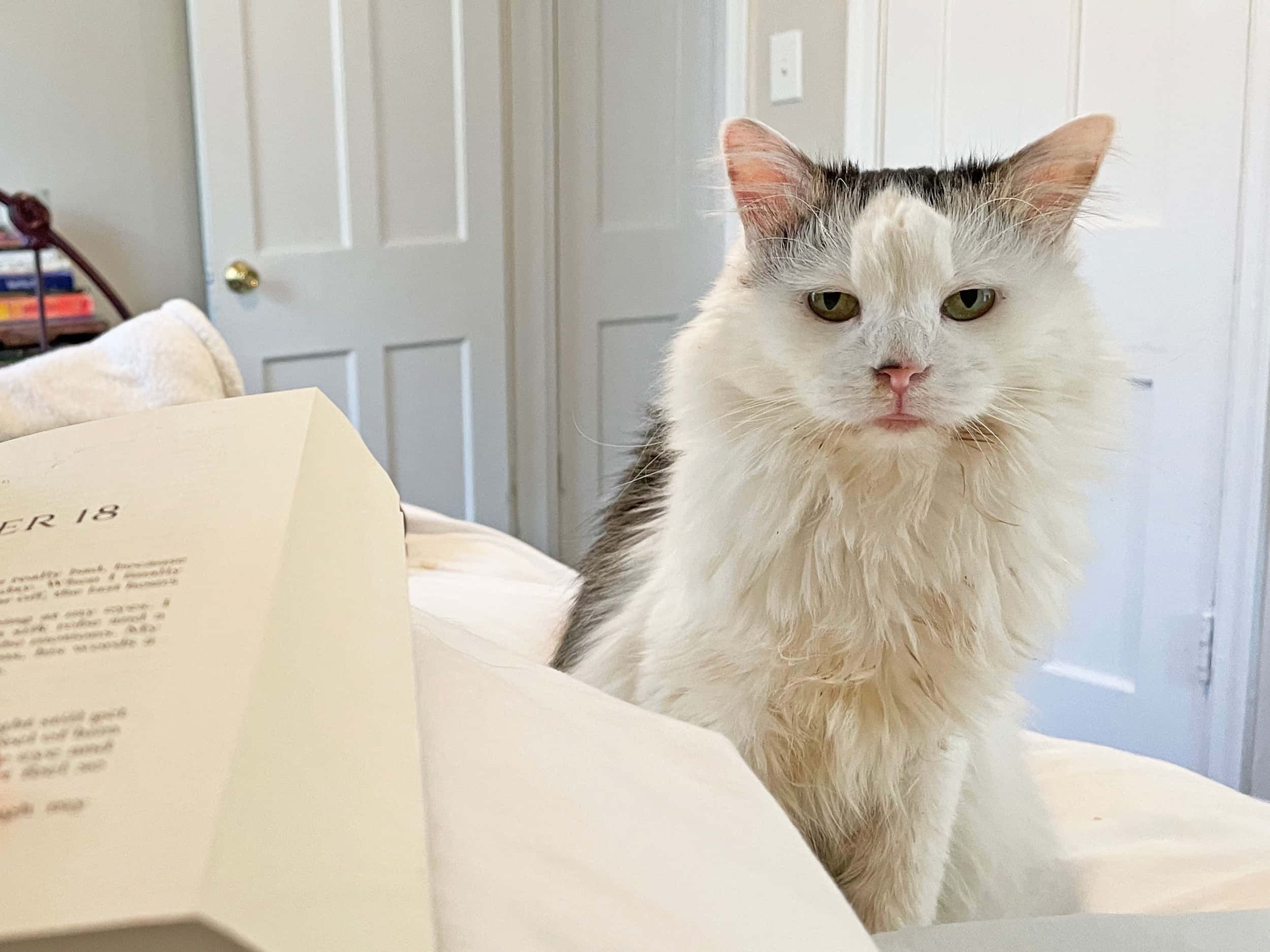 fluffy white and gray cat, green eyes, bed, Full HD Desktop Wallpaper