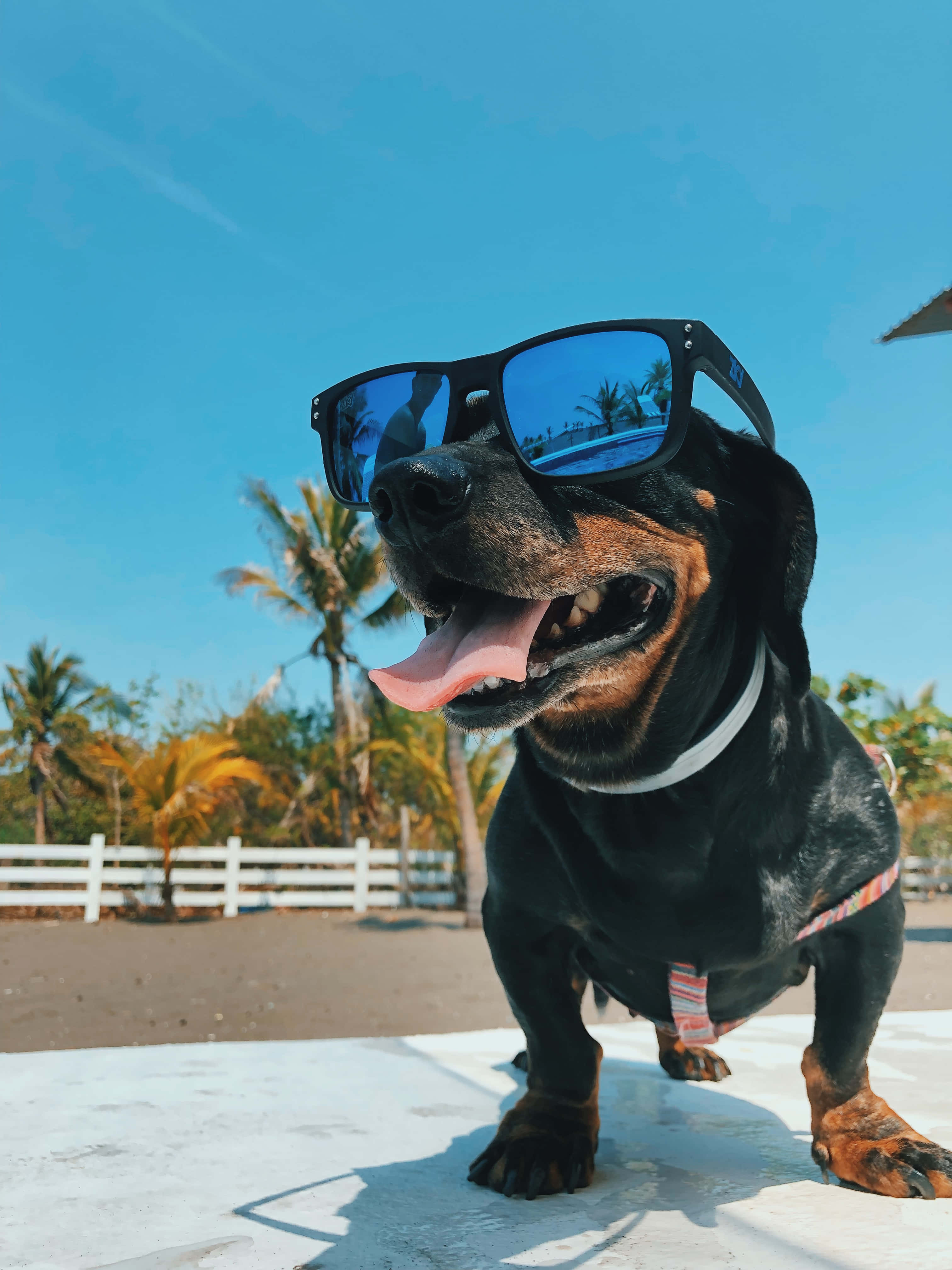 dachshund, oversized sunglasses, bright blue sky, 4K Phone Wallpaper