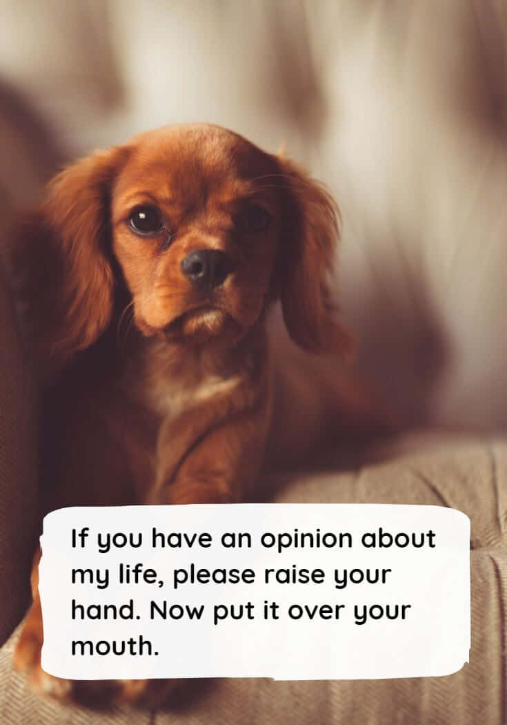 Opinionated Puppy, small brown puppy, big eyes, SD Phone Wallpaper