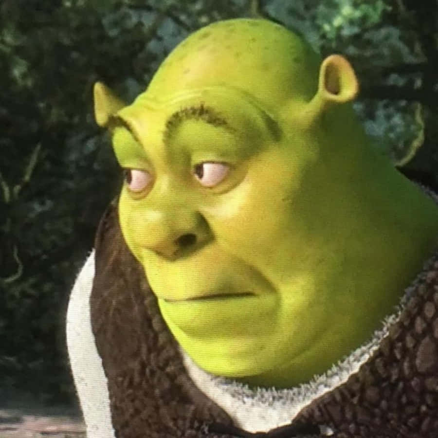 Shrek, Funny Shrek, embarrassed meme, SD Desktop Wallpaper
