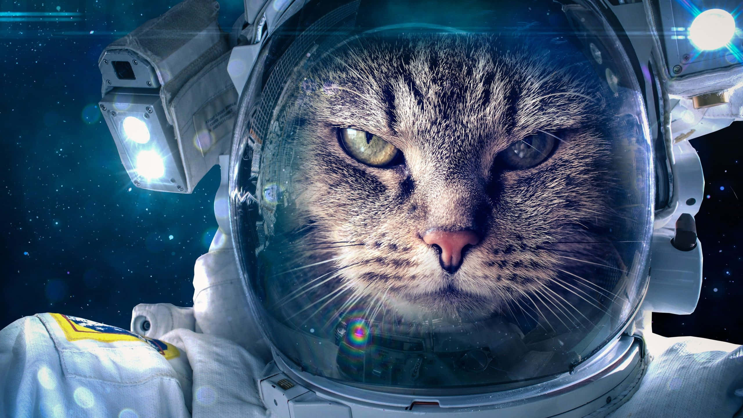 astronaut cat, tabby cat, astronaut suit, 2K Desktop Wallpaper