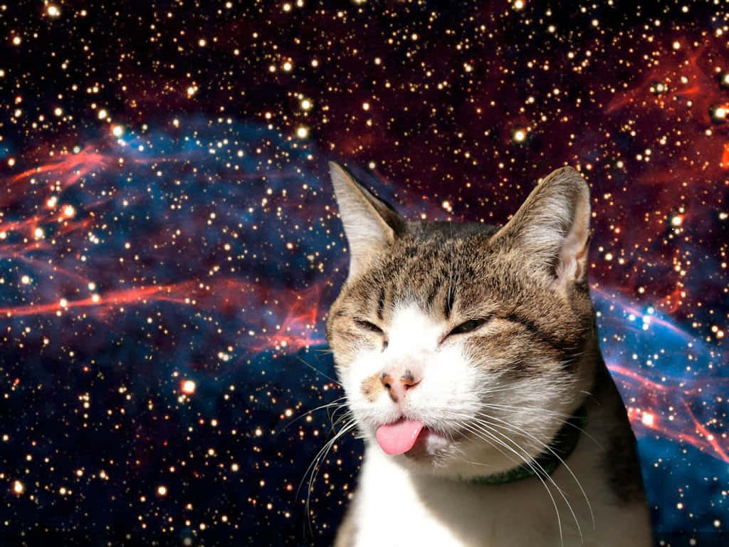 cosmic cat, tabby cat, tongue out, SD Desktop Wallpaper