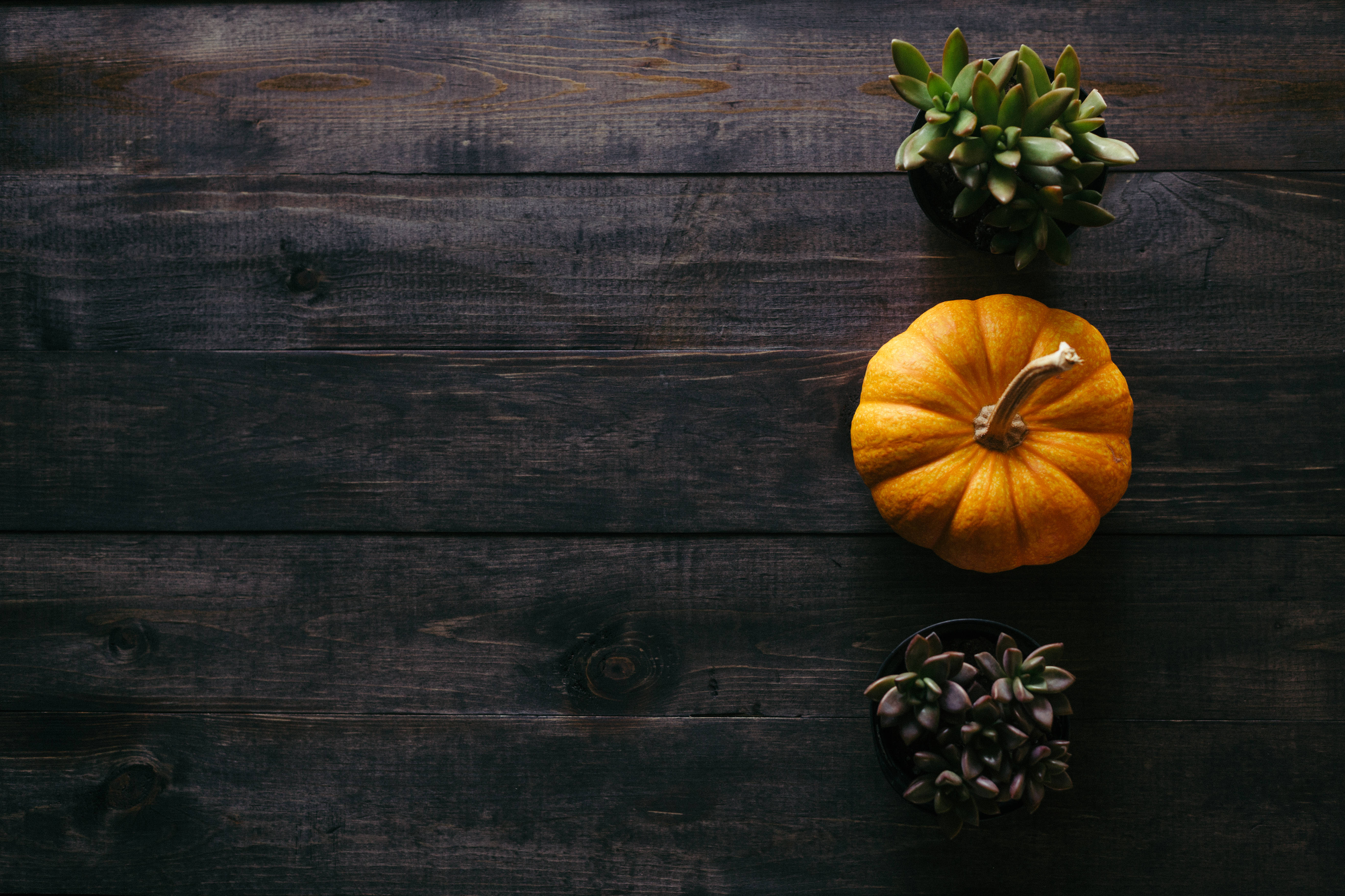 vibrant orange pumpkin, two potted succulents, dark rustic wooden surface, 5K Desktop Wallpaper