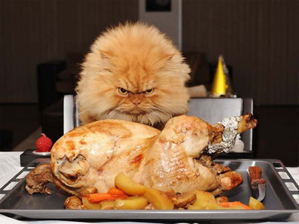 Funny Thanksgiving, angry cat, fluffy orange cat, SD Desktop Wallpaper