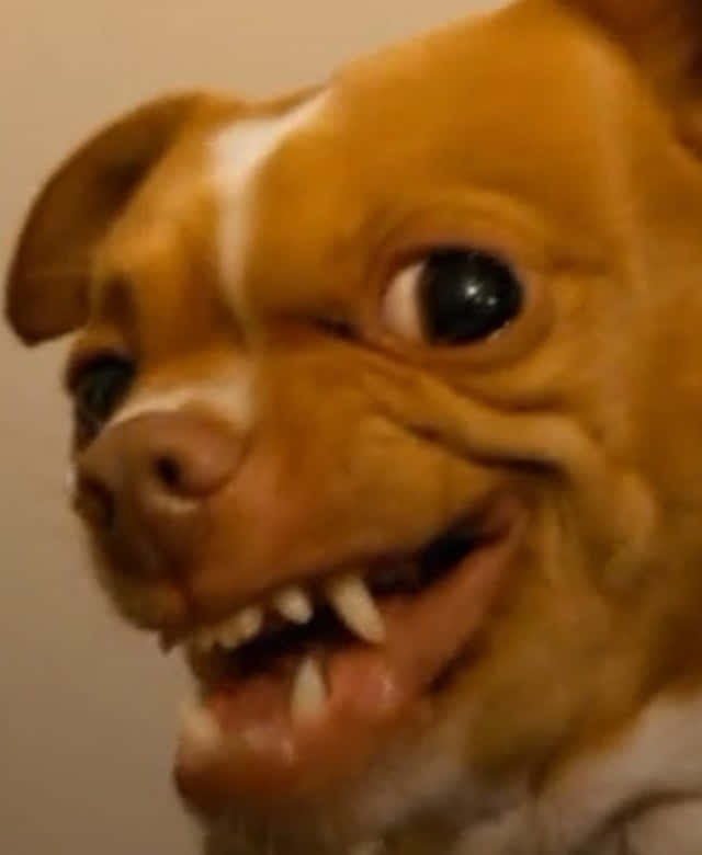 angry ugly funny chihuahua, tan dog, white stripe, SD Phone Wallpaper