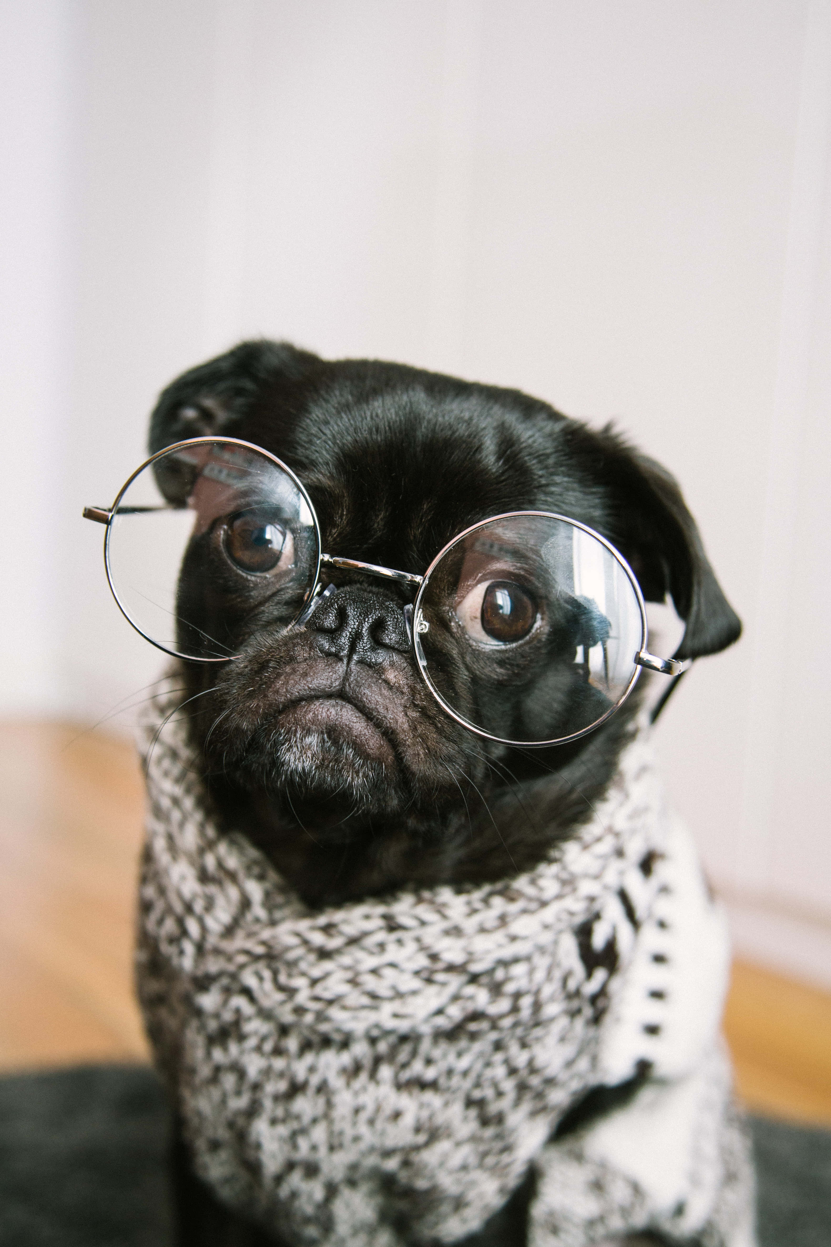 pug, round glasses, knitted scarf, 5K Phone Wallpaper