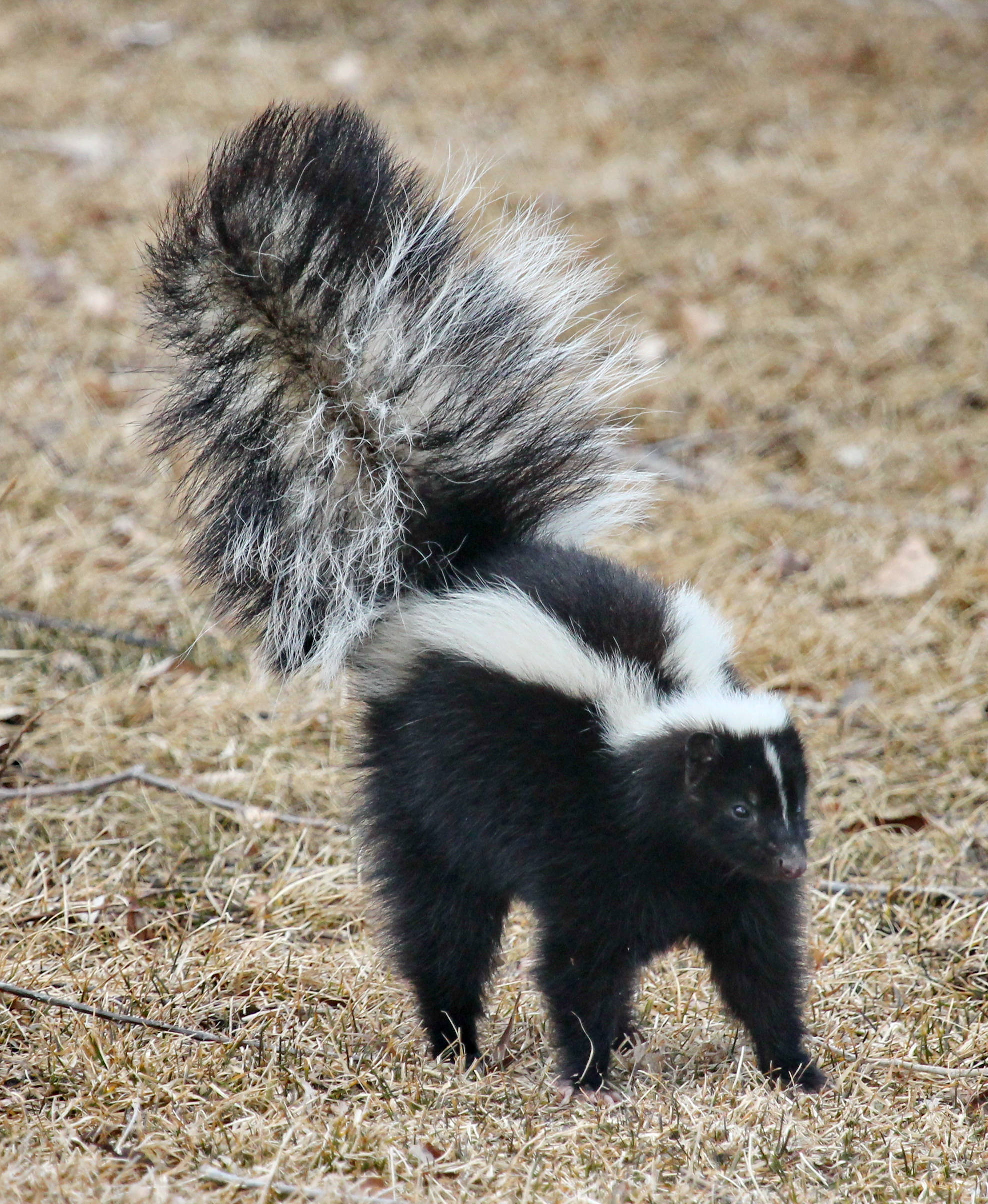 skunk, black and white striped, bushy tail, Full HD Phone Wallpaper