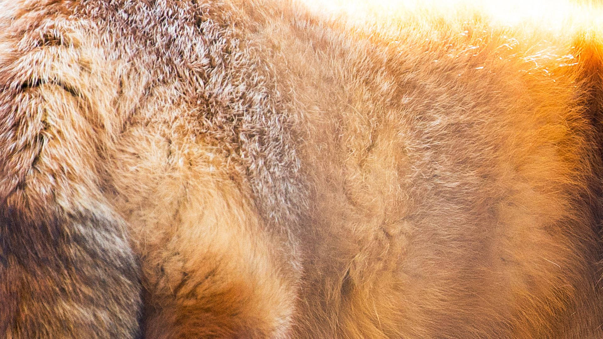 thick textured fur, warm golden tones, soft sunlight, Full HD Desktop Wallpaper
