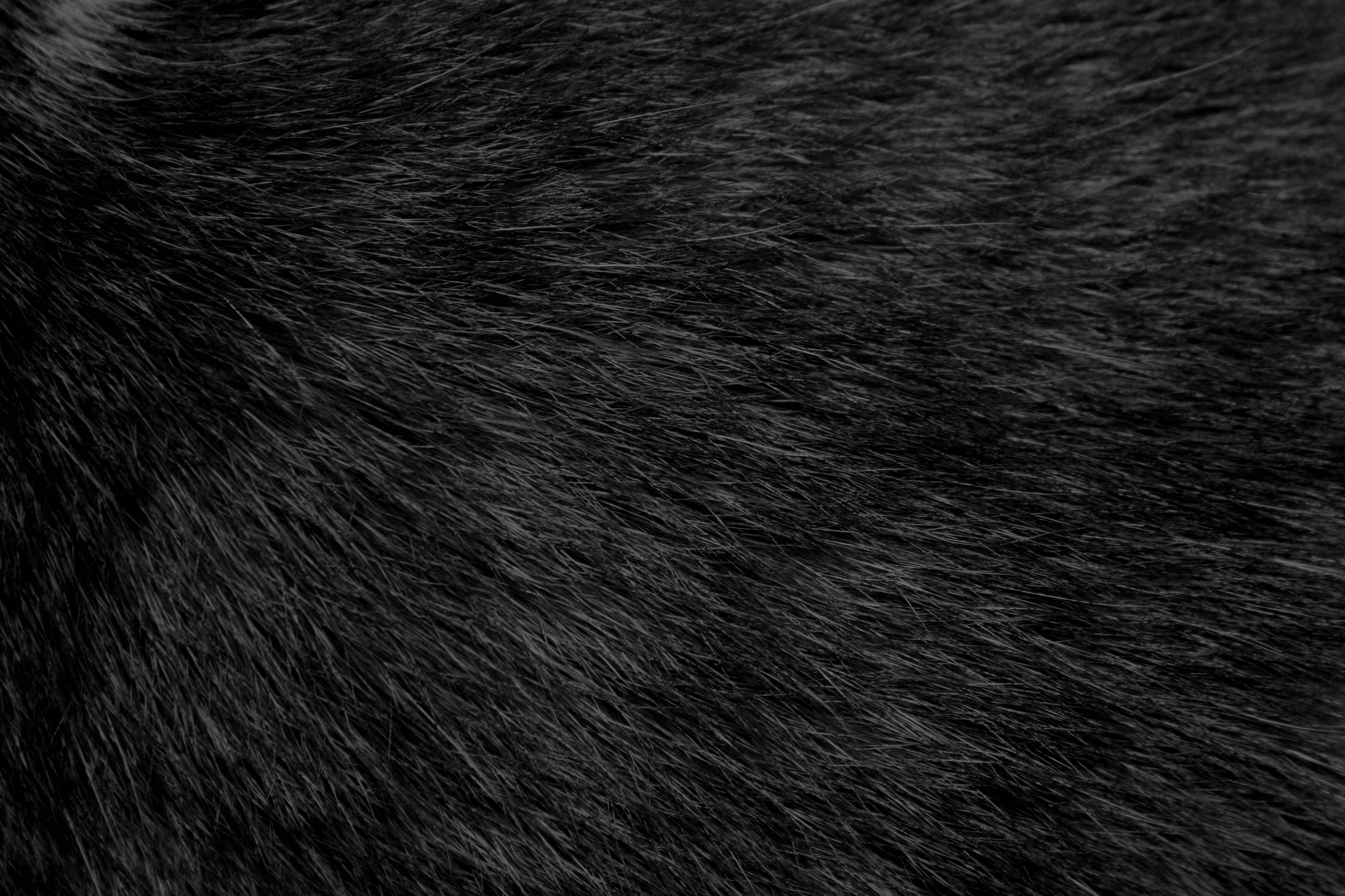 black, fur, dense black fur, 4K Desktop Wallpaper