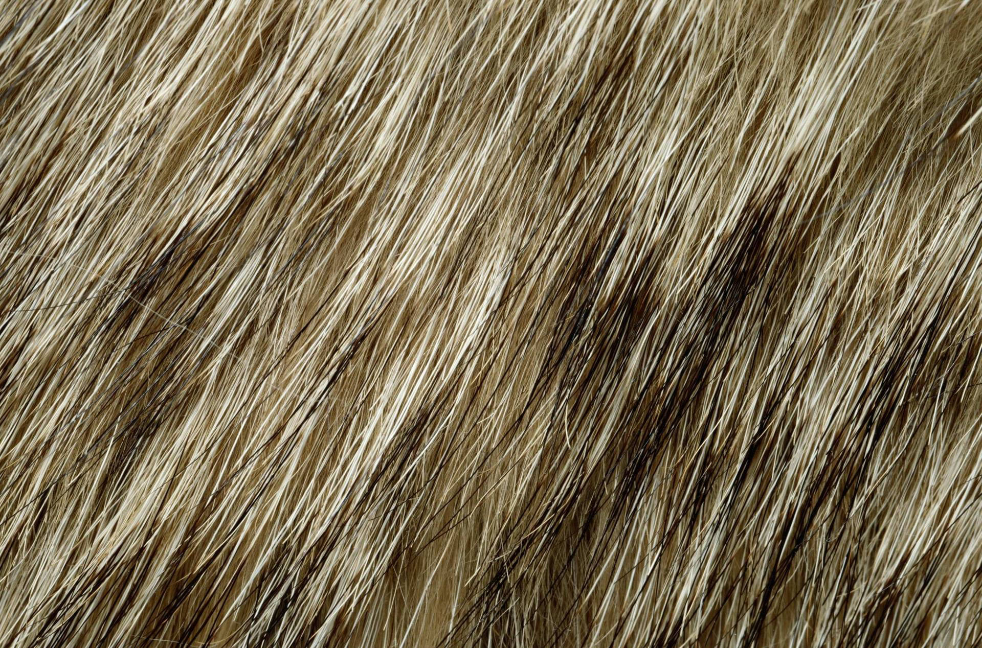 animal fur, golden brown, dense, Full HD Desktop Wallpaper