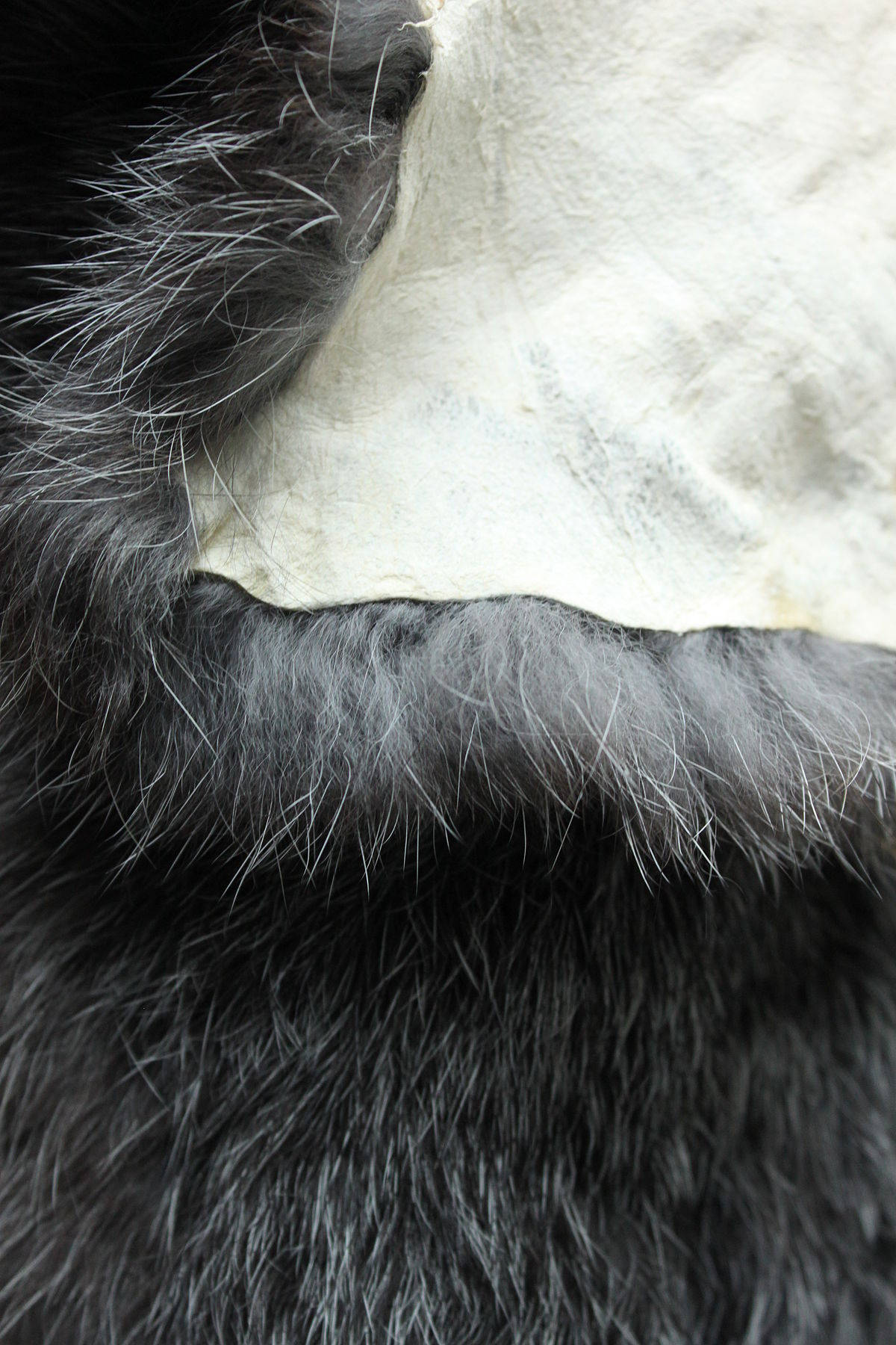 black fur, white undercoat, textured fabric, HD Phone Wallpaper