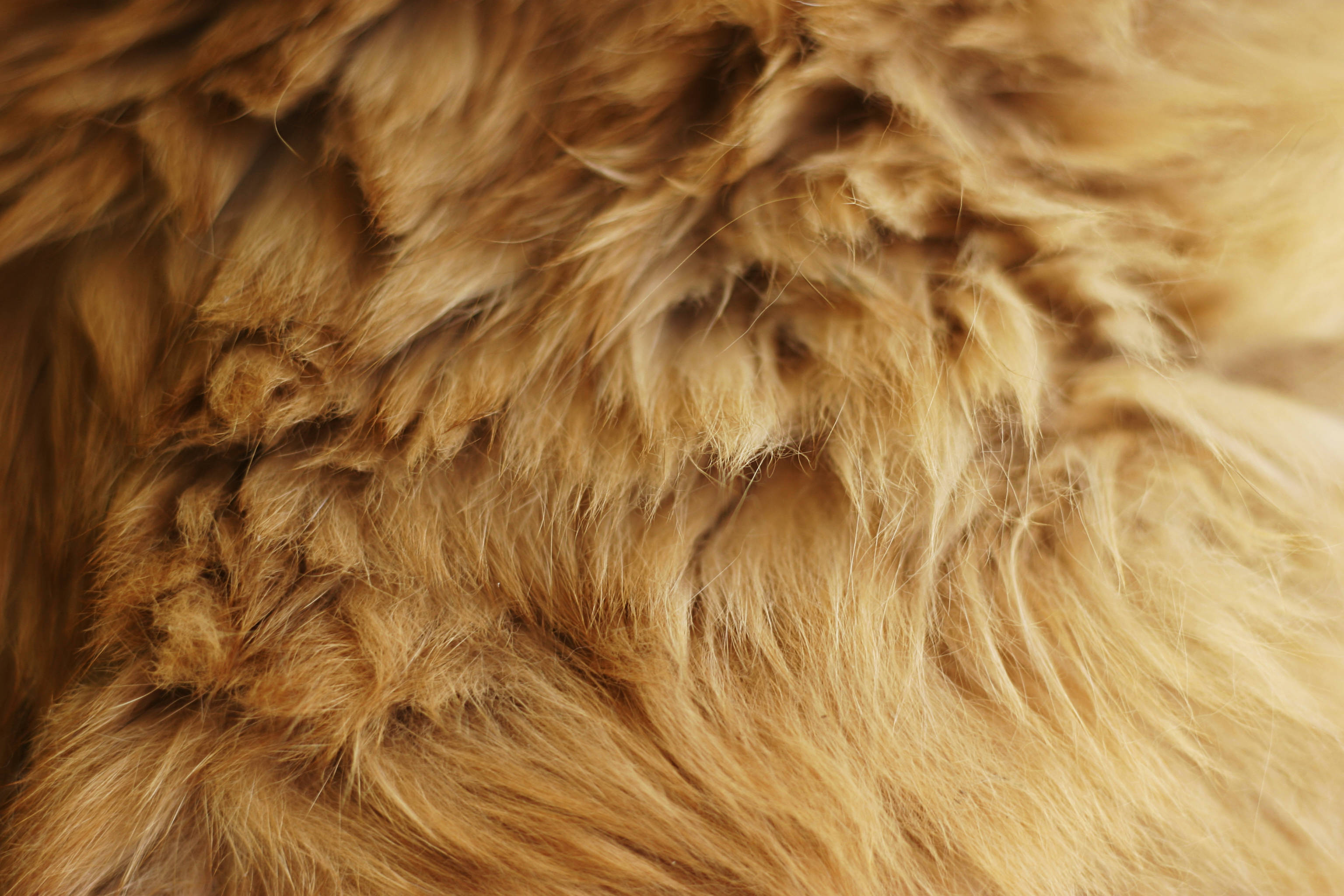 golden-brown fur, textured strands, natural highlights, 2K Desktop Wallpaper